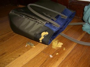Cat vomit on work bag