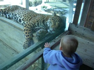 Josie and the jaguar