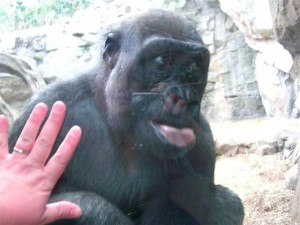 Baby gorilla with my hand
