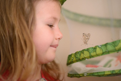 Josie examining the first butterfly
