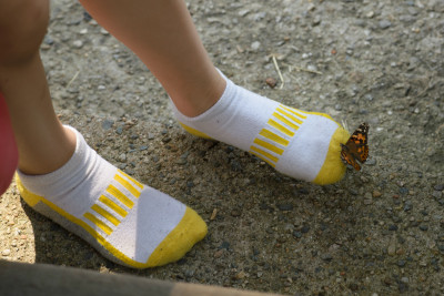 Butterfly on Zach's sock