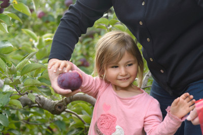 Celia picking an apple
