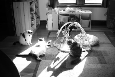 The cats fighting over the sun spots